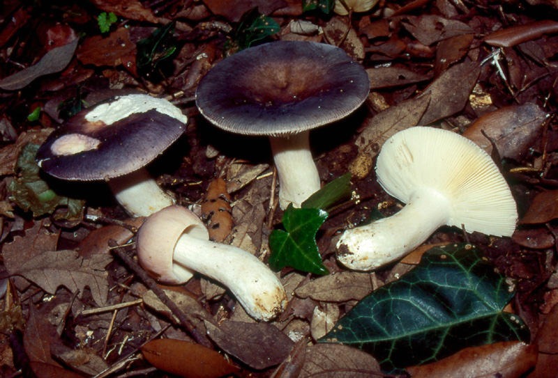 Lepista  fotog. 27.03.07